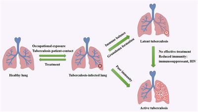 Advance in strategies to build efficient vaccines against tuberculosis